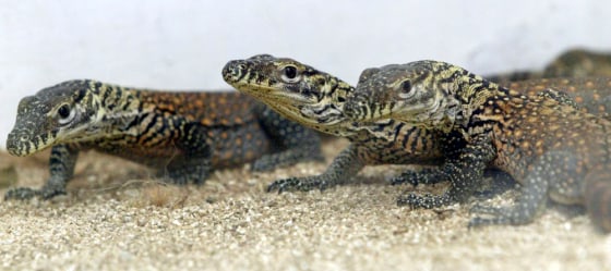 Baby komodo dragons are seen inside a terrarium at Surabaya Zoo in Indonesia on Monday, March 23, 2009.